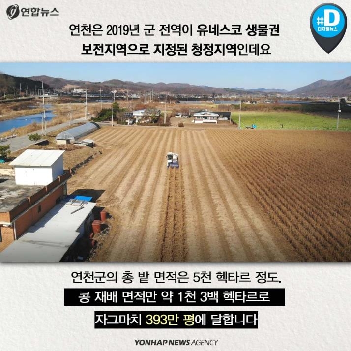 [카드뉴스] '청정 DMZ' 연천의 희망, 콩 심은데 꿈 난다! - 3