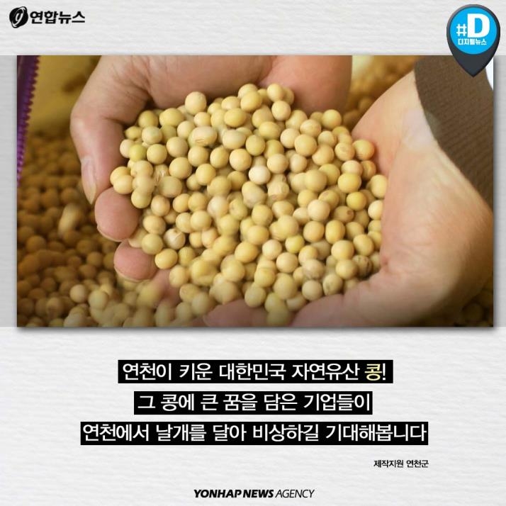 [카드뉴스] '청정 DMZ' 연천의 희망, 콩 심은데 꿈 난다! - 12