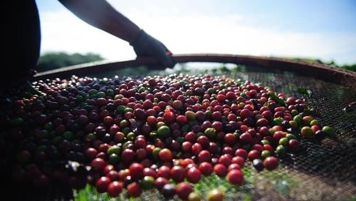 커피값 오르나…세계 커피 재고량 22년 만에 최저