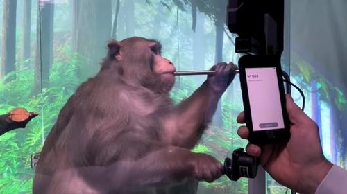 "머스크의 뉴럴링크, 원숭이 뇌실험 학대"…美 정부 조사 요구
