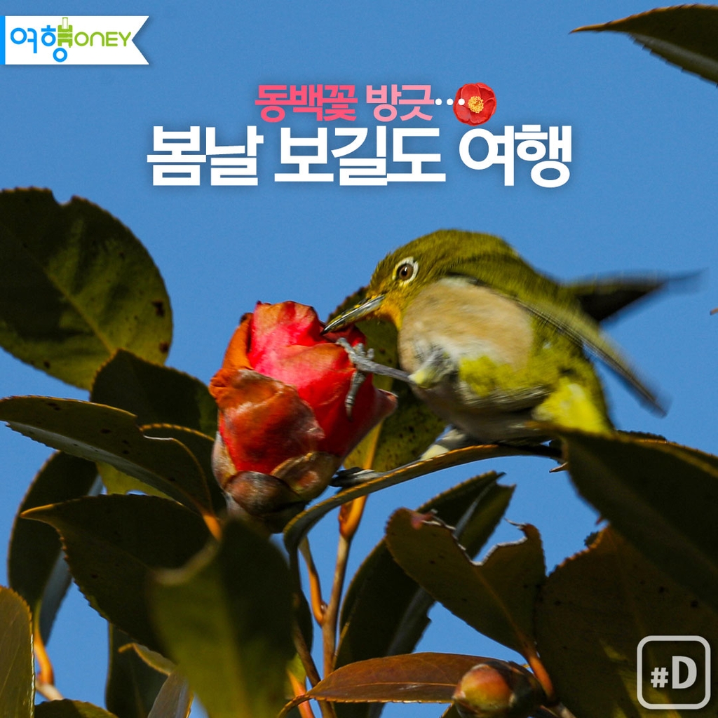 [여행honey] 동백꽃 방긋…봄날 보길도 여행 - 1