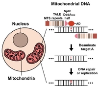 인간 미토콘드리아 DNA '아데닌 염기 교정 기술' 개발