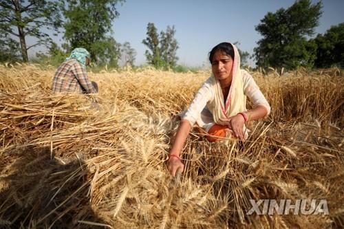 인도 잠무에서 밀을 수확하는 농부.