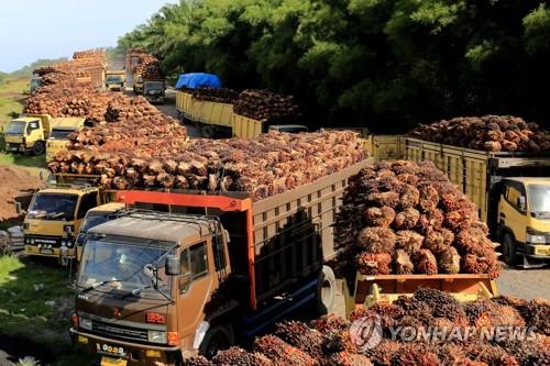 팜 열매가 가득 실린 인도네시아의 트럭들