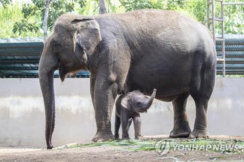 '멸종위기' 인니 수마트라 코끼리 수난…임신중 독살