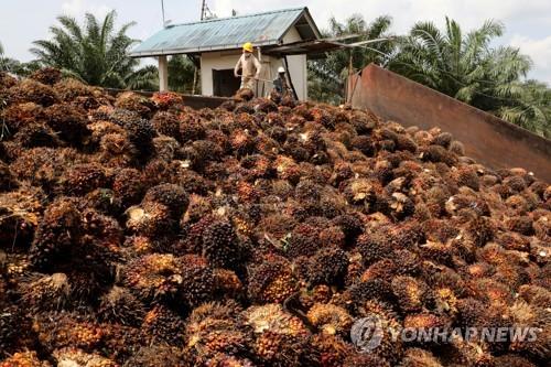 말레이시아의 팜농장 작업 모습