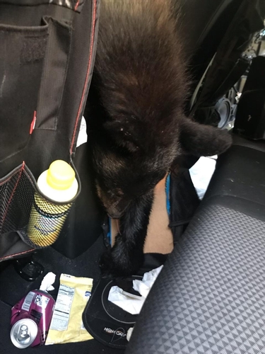음식물을 찾으러 차 안에 들어갔다가 문이 닫혀 폭염에 질식사한 흑곰
