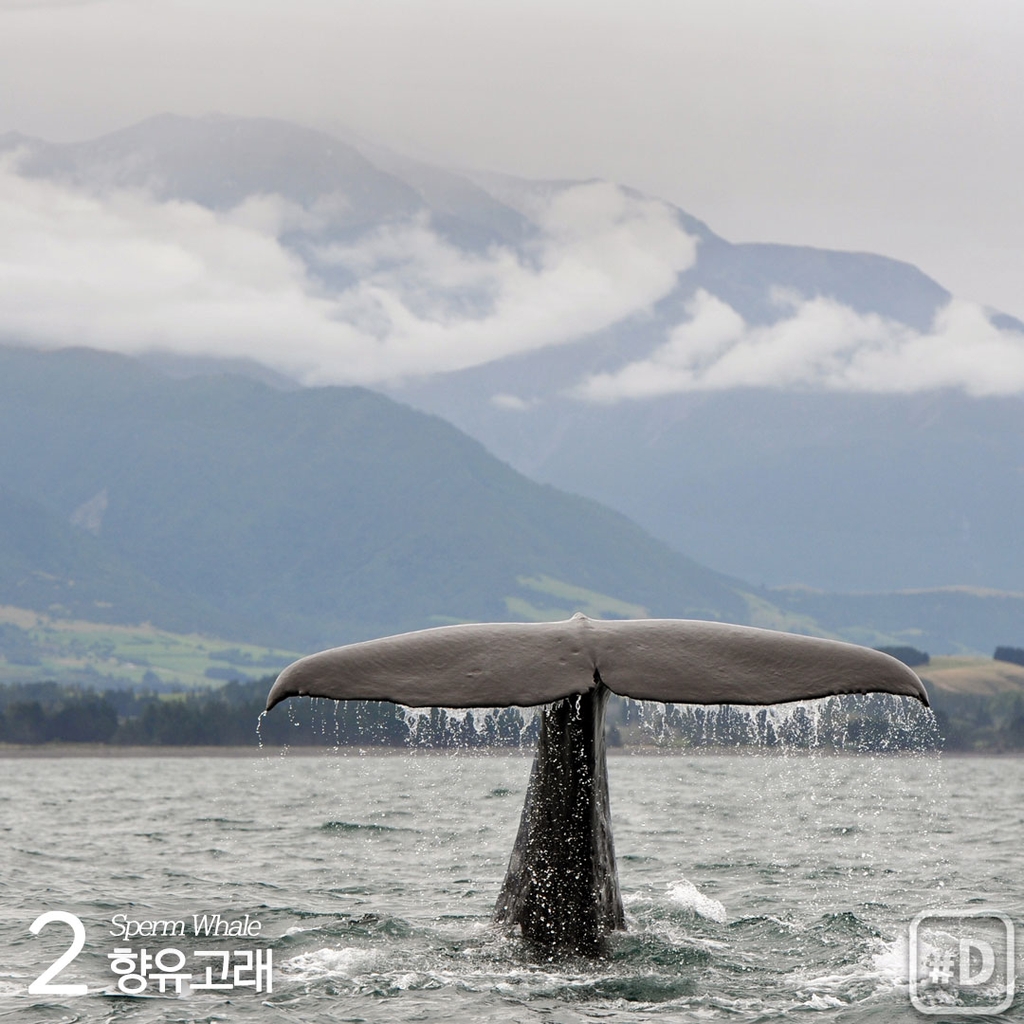 [여행honey] 우영우도 사랑한 고래들을 볼 수 있는 곳 - 4
