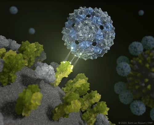 인플루엔자 바이러스 표면에 달라붙은 파지 캡시드