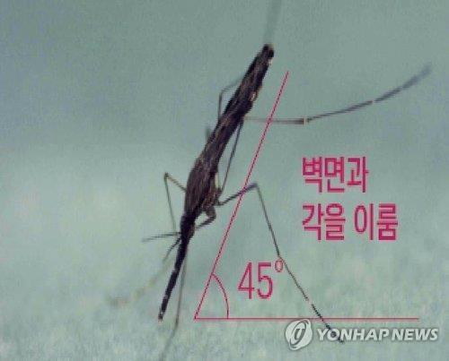 말라리아 매개 모기