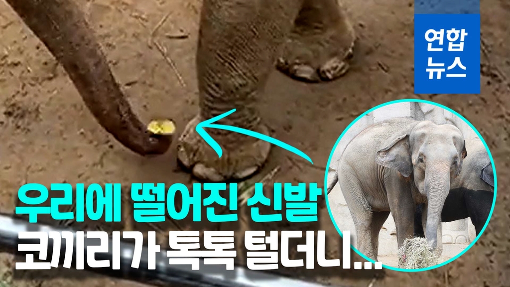 [영상] 코끼리 우리에 떨어진 꼬마의 신발…잠시 후 '놀라운 반전' - 2