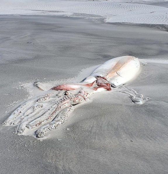 뉴질랜드 해변에서 발견된 대왕오징어 