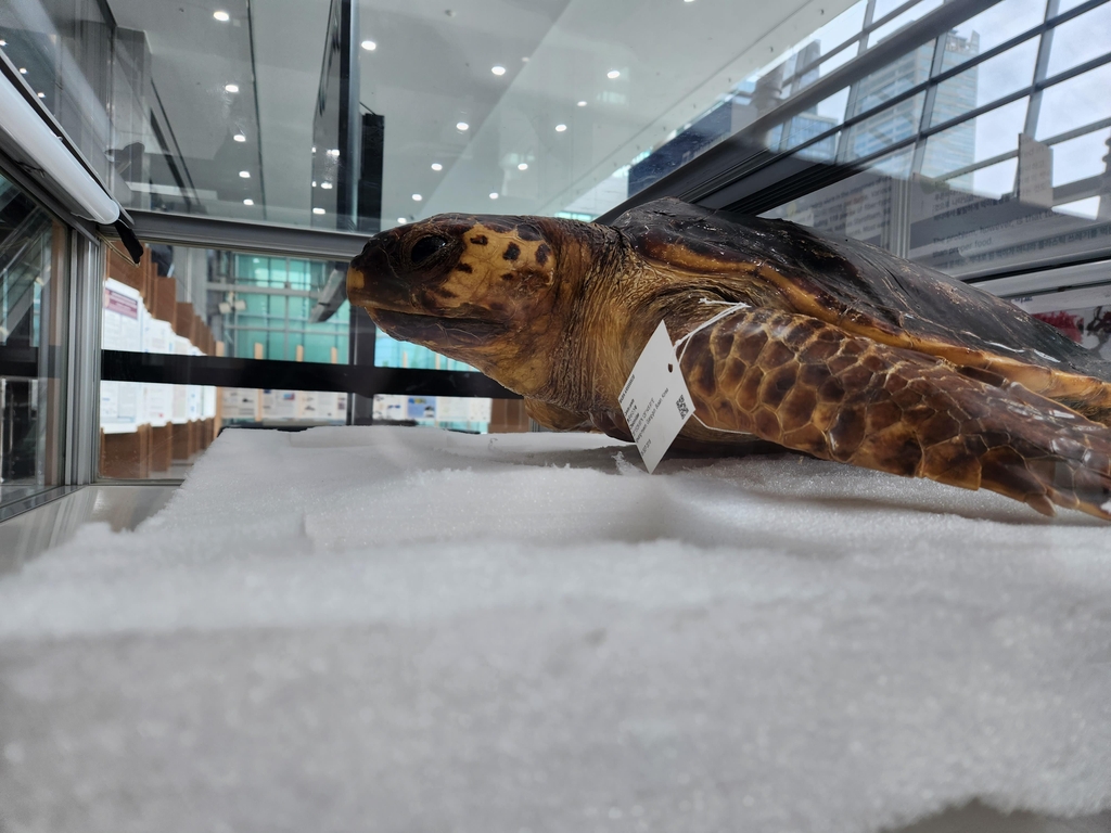 (부산=연합뉴스) 차민지 기자 = IMDC가 열린 부산 벡스코 2층에 지난 2018년 폐사된 바다거북이 전시돼있다.