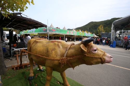 홍천 인삼한우 명품축제