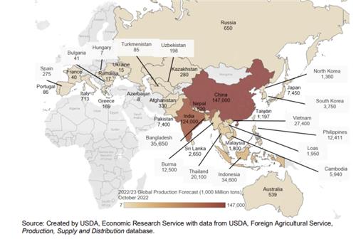 미 농무부, 올해 북한 쌀 생산량 136만t 전망