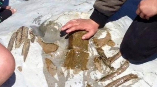 뉴질랜드서 2천300만 년 된 고래 화석 도난