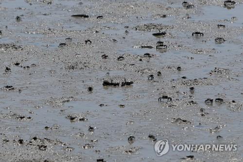 한국의 갯벌