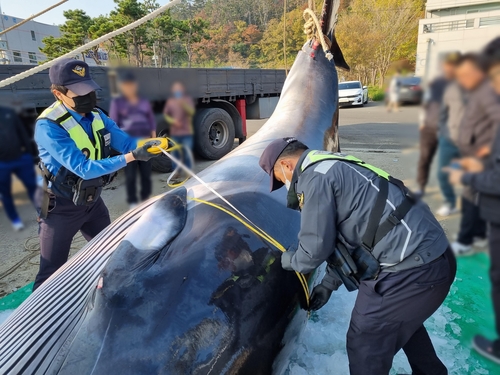 그물에 걸려 죽은 채 발견된 밍크고래