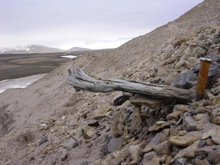 해안가 퇴적층 동토에 노출된 200만년 된 낙엽송 