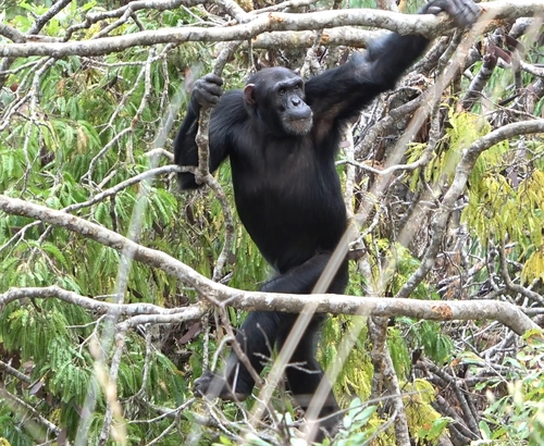 두 발로 서서 나뭇가지 사이를 걸어 다니는 침팬지