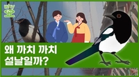 [Why요?] 왜 까치 까치 설날일까?