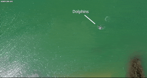 공중에서 촬영된 큰돌고래와 투망 어부의 협업 어로 장면 