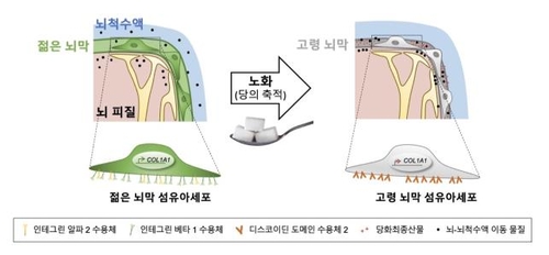 연구 결과 모식도