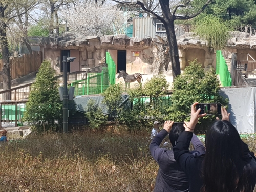 탈출 소동 얼룩말 '세로'를 구경하는 시민들