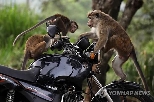 '국가부도' 스리랑카, 토종 원숭이 10만마리 중국 수출 검토