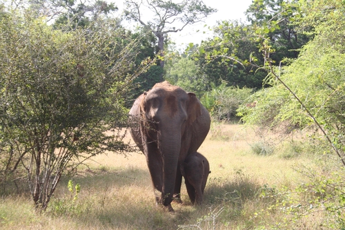 스리랑카 코끼리 서식지의 엄마 코끼리와 새끼 코끼리 