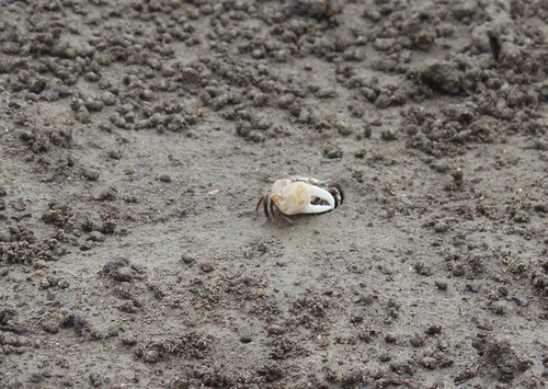 인천 운염도 갯벌서 발견된 흰발농게
