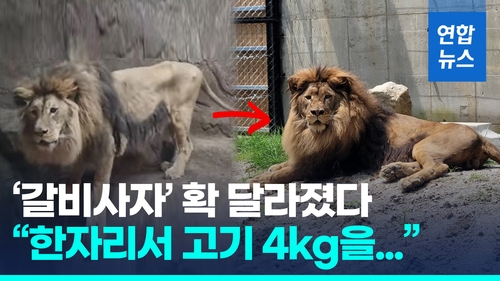 [영상] "고기 4kg 한자리서 꿀꺽"…2주만에 살 오른 '갈비사자' 바람이