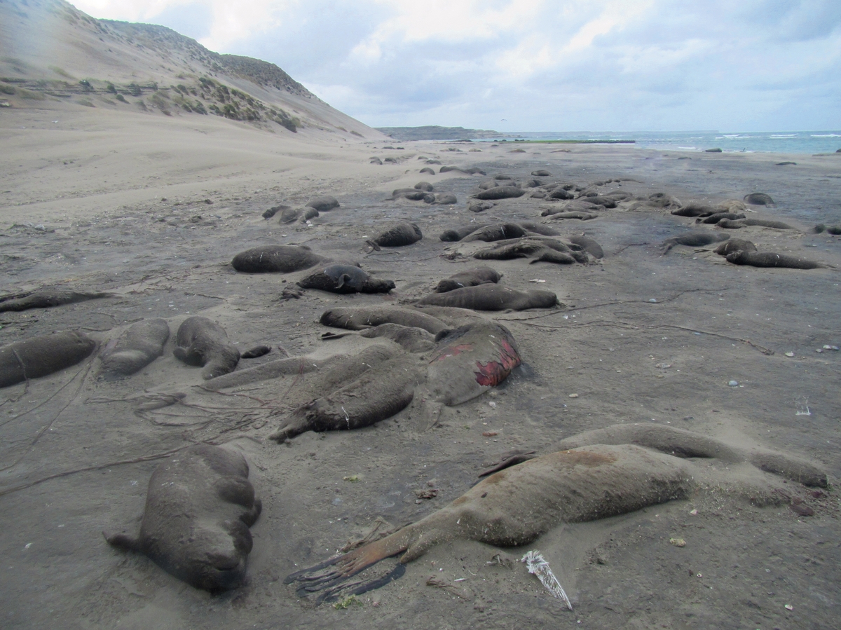 아르헨티나 해안가에서 발견된 남방코끼리물범 사체
