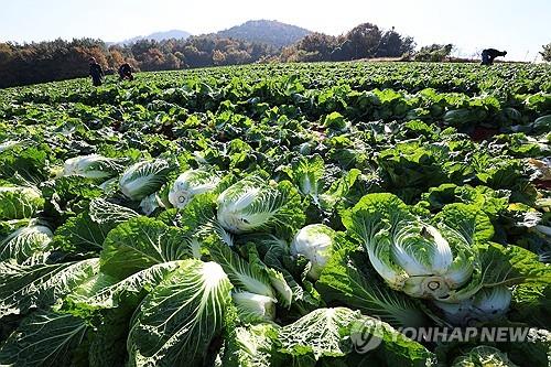 김장용 배추