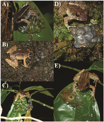 나뭇잎과 이끼에 낳은 알 지키는 신종 개구리 수컷들