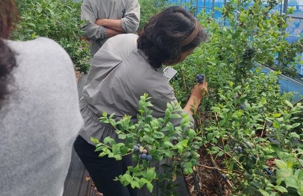 블루베리 수확