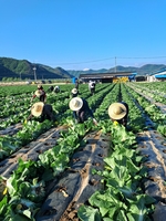 "오죽했으면…" 3만㎡ 배추 수확 포기한 농민 하소연