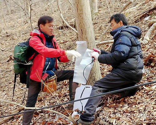 뱀사골 고로쇠 수액 채취