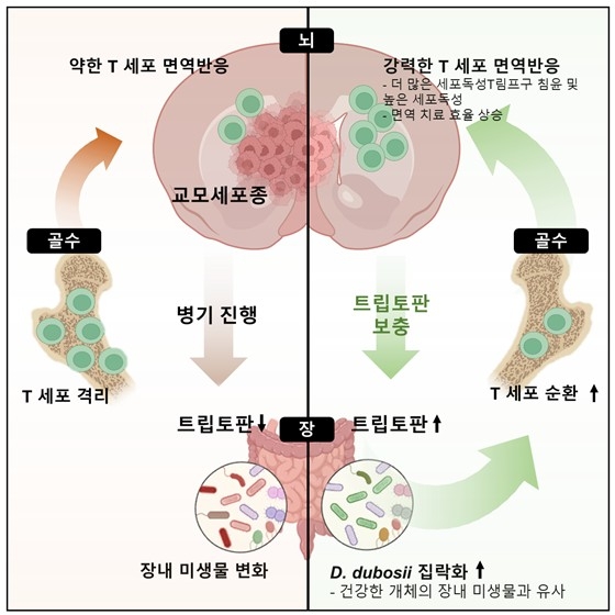 장내 미생물 이용해 악성 뇌종양 면역치료 효과 높인다