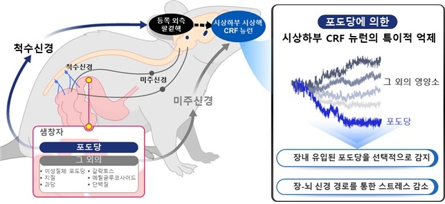 배고플 때 포도당만 골라 인식하는 장∼뇌 회로 찾았다