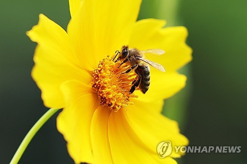 中연구진, '꿀벌을 정찰드론으로' 초경량 뇌 조종장치 …
