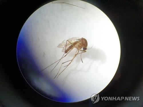 세종서 일본뇌염 매개 '작은빨간집모기' 올해 첫 발견