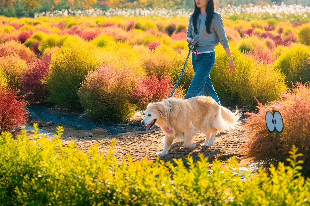 Æ÷õ Æê½ºÅ¸ È«º¸ À̹ÌÁö