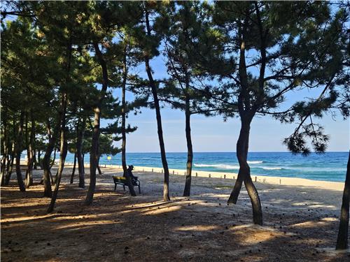 강릉 해안 송림