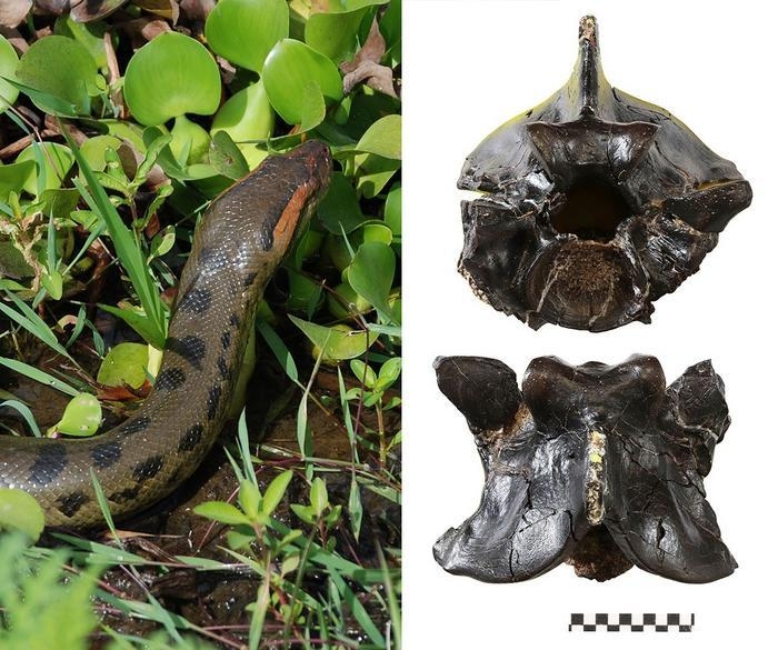 아나콘다와 화석화된 아나콘다 화석. 연구팀은 남아메리카 베네수엘라 팔콘주에서 발견된, 최소 32마리의 아나콘다에서 나온 것으로 보이는 척추 화석 183개를 측정, 몸 크기를 추정했다. ⓒ Jason Head 제공