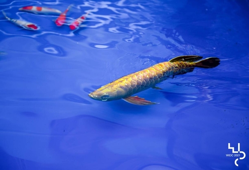 Bionic fish developed by the Intelligent Bionic Design Laboratory of Peking University