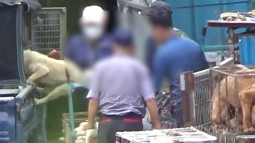 [삶] "15년은 살 수 있는데, 열심히 먹고 1살에 죽으라 하네요"