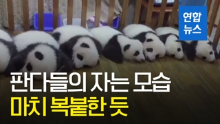 [영상] 졸음 쏟아진 7마리 새끼 판다들…'5분만 더 잘게요'