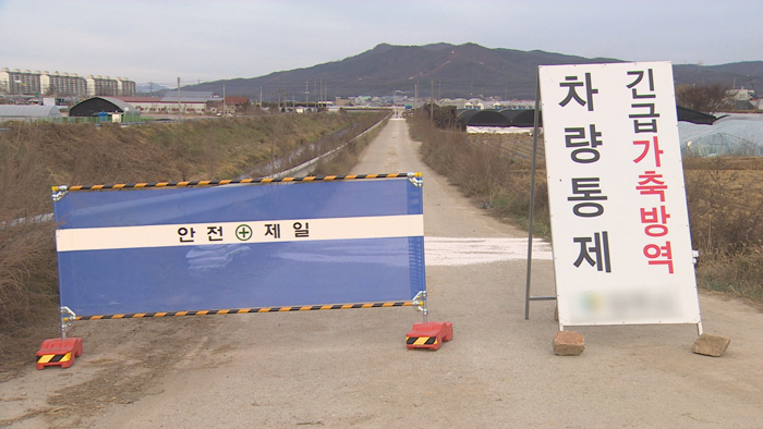 Corea del Sur reporta el 2º caso confirmado de peste porcina africana