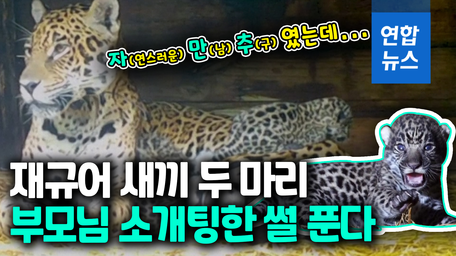 영상] '야생 수컷·동물원 암컷'… 재규어 새끼 탄생의 비밀 | 연합뉴스